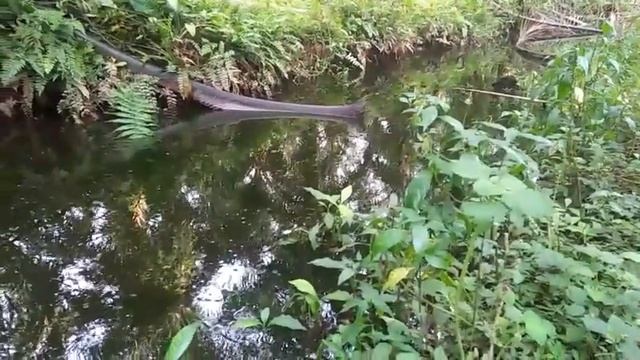 spot mancing ikan gabus(channa)part 11 смотреть онлайн