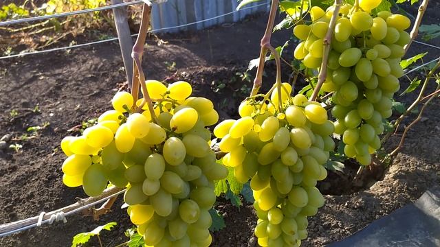 Чародейка-очень урожайный и товарный виноград смотреть онлайн