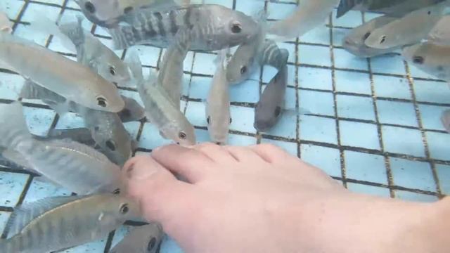 Рыба доктор смотреть онлайн