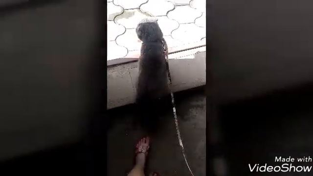 Шоооок!!! Моя домашняя кошка идет гулять на улицу!!! смотреть онлайн