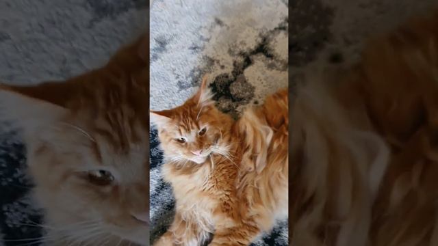 Джазик (мейн кун). Наш прЫнц! смотреть онлайн