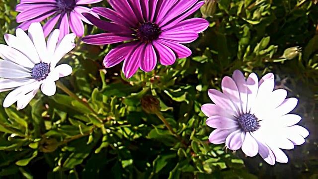 Plantas  De Margaritas Africanas