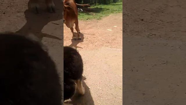 Diana Vs Cow Love 😘😘😘😘😘😘😘 Diana Family / Diana Dog / #short  #short #bestshort