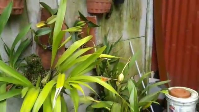 ABRIR ESPACIO PARA PREGUNTAS Y RESPUESTAS DE ORQUIDEAS смотреть онлайн