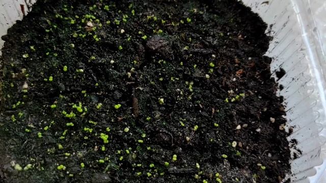 Фиалки из семян.