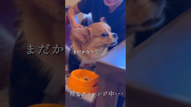 【 #お肉待てチャレンジ 】ペキニーズとコーギーのMIXの丸太郎くんが挑戦してくれました✨️ смотреть онлайн