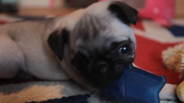Pug puppy playing | Luna 8 weeks old смотреть онлайн