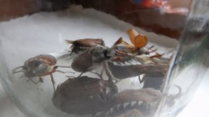 Майский жук в банке. Много жуков