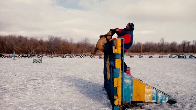 Дрессировка Малинуа, Симба. смотреть онлайн