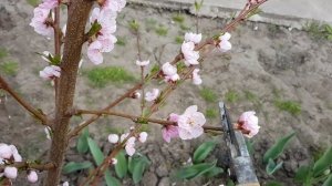 ОБРЕЗКА МОЛОДОГО ПЕРСИКА