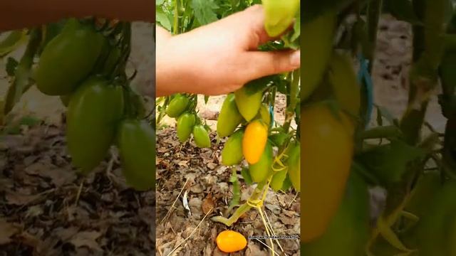 Самые урожайные сорта томатов 2022??? Томаты на засолку❗ смотреть онлайн