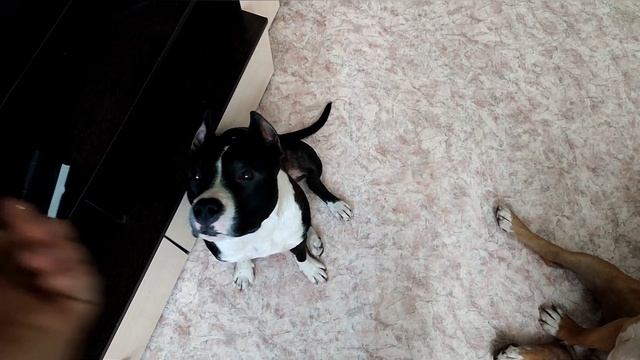 Обучение щенка Стаффорда/Учим откликаться на Имя смотреть онлайн