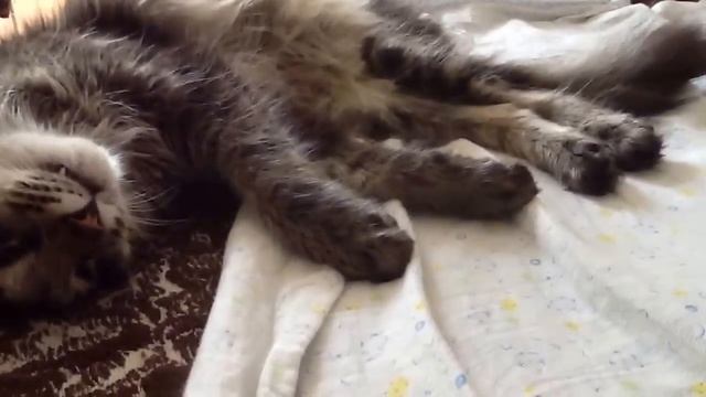 Кот реально притворяется мертвым! смотреть онлайн