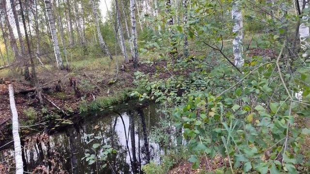 Необычные места в северной Видземе. Седа, Стренчи. Слово про выборы. / Seda&Strenči. Par vēlēšanām! смотреть онлайн