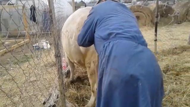 Проверяем покрылась корова Милка или нет ? смотреть онлайн