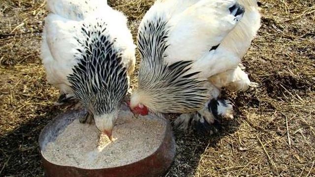 Как давать мел курам несушкам