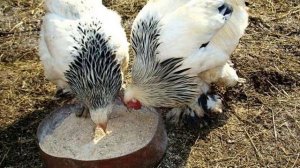 Как давать мел курам несушкам