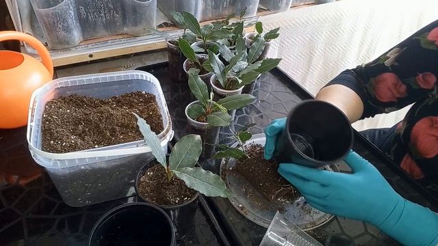 Как вырастить лавр дома. Лавровое дерево из черенка. смотреть онлайн