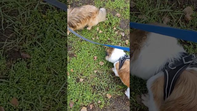 Травоядные собачки смотреть онлайн