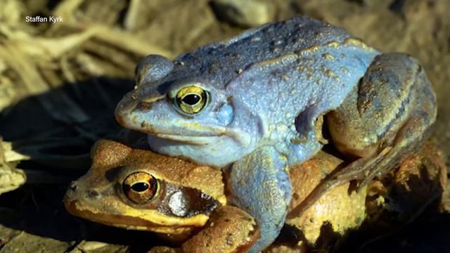 4 Things School Didn't Teach you About Evolution смотреть онлайн