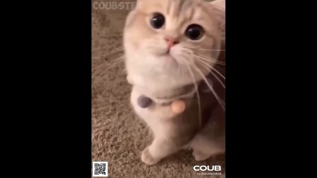? СМЕШНЫЕ КУБЫ ЖИВОТНЫХ #5 ⚡ COUB лучшие приколы МАЯ 2021 ? смотреть онлайн