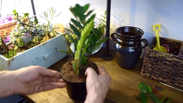 3 EASY Ways To Propagate Your ZZ Plant! смотреть онлайн