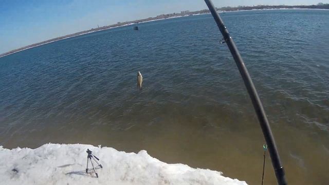 Рыбалка на фидер в Новосибирске. Шикарный клёв!!! Feeder fishing on the river. смотреть онлайн