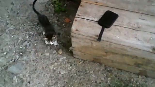 Беляш. Станица Шкуринская. 7 августа 2016 года смотреть онлайн