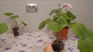 Прищипка и формирование черенка пеларгонии