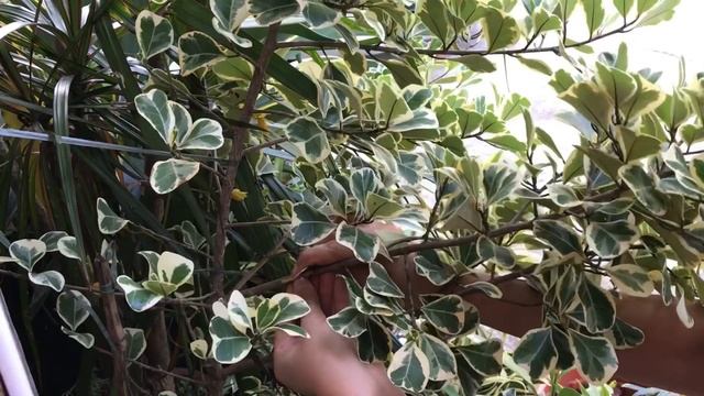 Easy Air Layering Technique / Marcotting of Ficus Triangularis Variegata смотреть онлайн