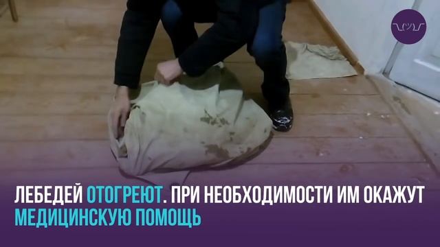 Спасение лебедей под Евпаторией смотреть онлайн