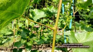 ? Пасынки винограда УДАЛЯТЬ или НЕТ?  Как правильно и без ОШИБОК пасынковать виноград?