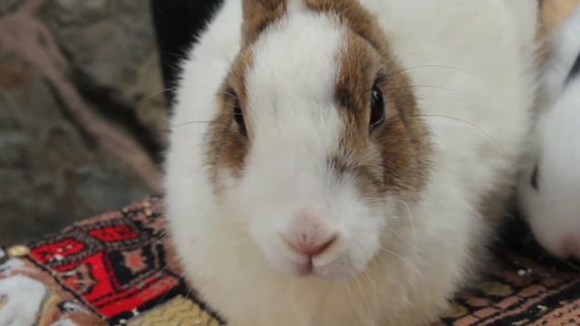 Моё первое видео про кроликов