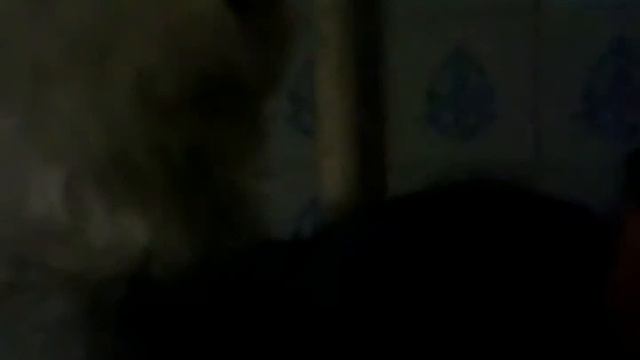 кот персидский смотреть онлайн