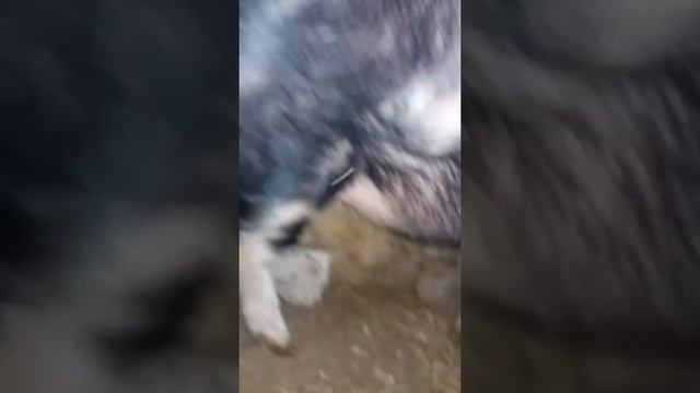 Супоросные свиноматки смотреть онлайн