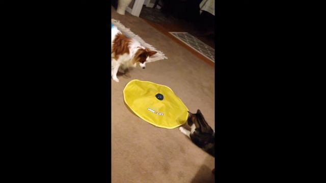 Papillon dog Dante plays with Rocky the cat! Enjoying Cats Meow cat toy! смотреть онлайн