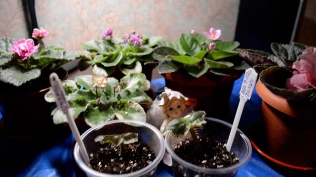 сосудистый бактериоз у фиалок