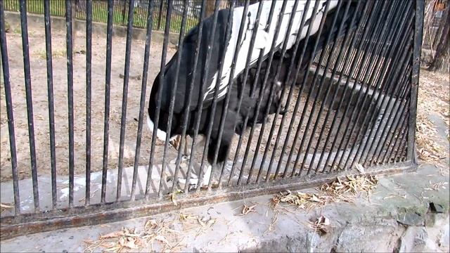Андский кондор (ч.1). 26.10.21 г. смотреть онлайн