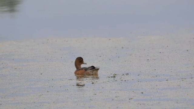 Утка Свиязь смотреть онлайн