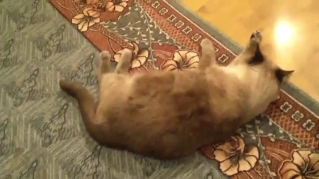 Кошка артистка позирует перед камерой смотреть онлайн