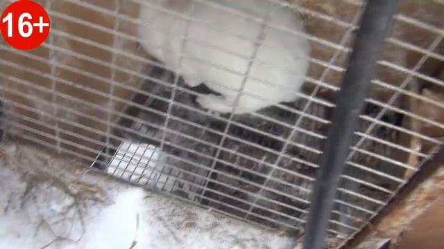 16+ 🐰 🐇Разведение кроликов🐰 🐇!❄️Окрол в январе❄️!! Обзор Европейских кроликов!! Содержание кроликов смотреть онлайн