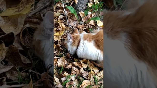 Деревенский кот пришел ловить рыбу. смотреть онлайн
