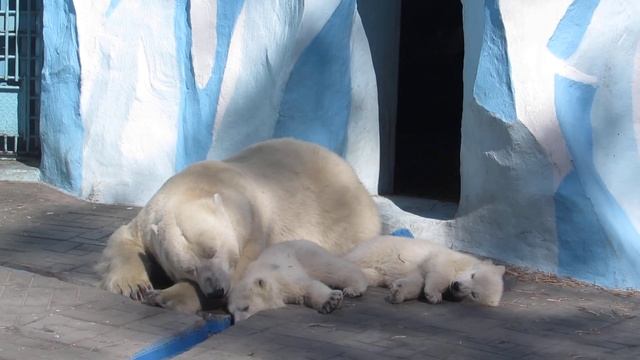 Герда с малышами спят на даче 16.04.19 смотреть онлайн
