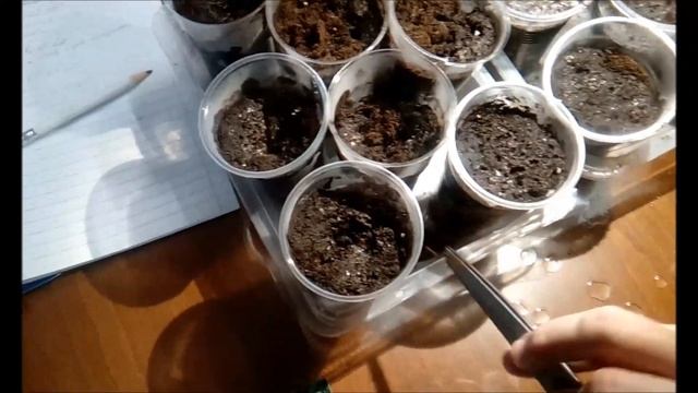 ОБРИЕТА ПОСЕВ И ВСХОДЫ КАК БЫСТО ВСХОДИТ ОБРИЕТА ЯНВАТЬ 2020 ГОДА смотреть онлайн