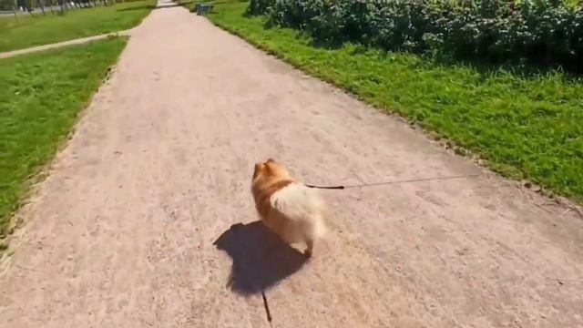 VLOG: Едем в Европолис||Лето проходит, а дожди нет🌦️😛||Тедди берём с собой🐕 смотреть онлайн