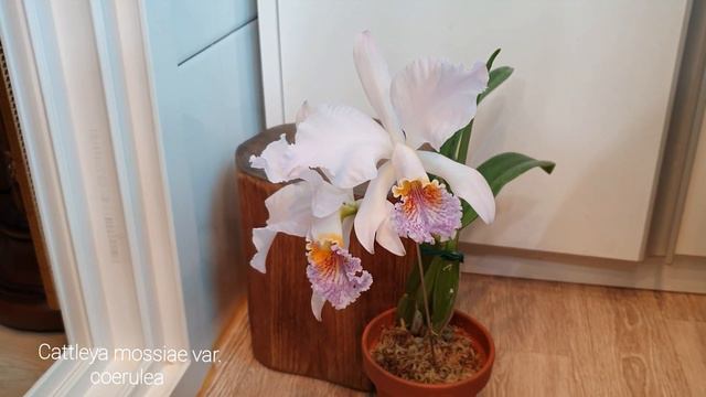 Cattleya Mossiae Var. Coerulea