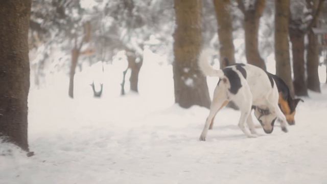 Topaz Video Enhance AI Test 4K