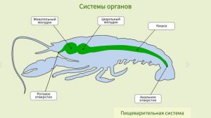 "Тип Членистоногие. Класс Ракообразные", Биология 7 класс, Сивоглазов
