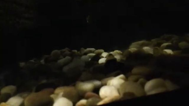 Красноухая черепаха смотреть онлайн