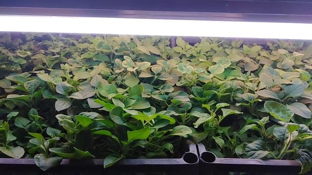 Как я ухаживаю за вегетативными черенками петунии зимой. смотреть онлайн